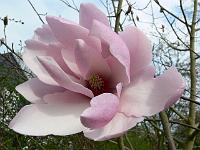 magnolia-ann-rosse-seedling