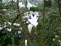 magnolia_cylindrica