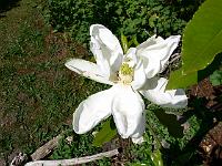 2008-07-02_07-31-06_0018