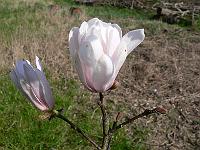 2009-04-23_09-19-26_0013