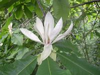 magnolia