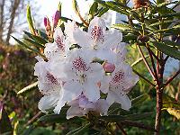 rhododendron_annae