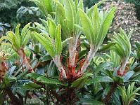 04-06-05canon_097