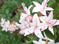 rhododendron_arborescens