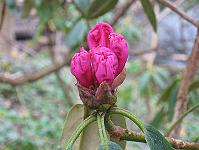 12-04-05canon_075