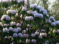 rhododendron_calophytum._aksel_olsen