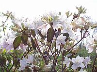 12-05-05kodak_194