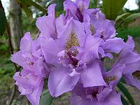 rhododendron_fastuosum_flore_pleno