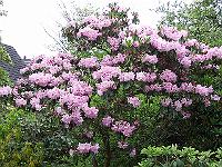 rhododendron_fortunei