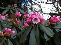 rhododendron_fulvum