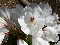 rhododendron_galactinum_-_rhododendronhaven