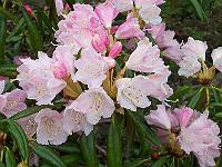 rhododendron_hyperythrum_1