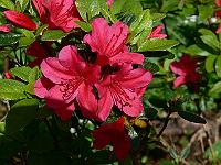 rhododendron_kermesina