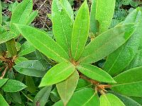 rhododendron_pubicostatum_-_wumeng_shan