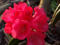rhododendron_yak_x_arboreum