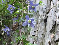 clematis_alpina