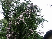 clematis_montana