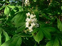 2008-05-09_06-42-25_0103