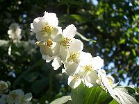 philadelphus_pekinensis_-_uaegte_jasmin