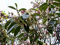 phillyrea_vilmoriniana_=_osmanthus_decorus