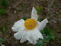 romneya_coulteri