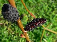 salix_gracilistyla_'melanostachys'_-_black_pussy_willow