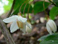styrax_japonicus_fargesii