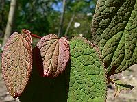tetracentron_sinense
