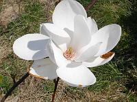 magnolia_white_mystery