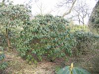 25-03-05canon_004