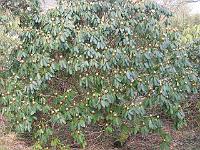 25-03-05canon_005