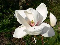 magnolia_denudata