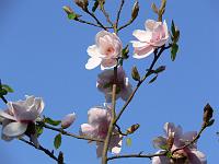 magnolia_iolanthe