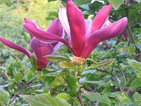 magnolia_liliiflora_nigra