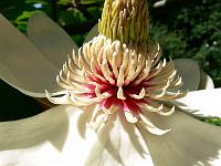 magnolia_obovata