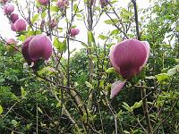 magnolia_soulangeana_lennei