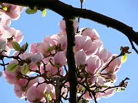 magnolia_soulangeana_san_jose