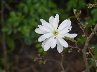 magnolia_stellata_royal_star