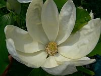 magnolia_thompsoniana