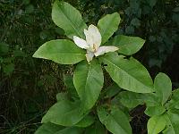 magnolia_thompsoniana_olmenhof