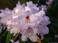 rhododendron_adenogynum