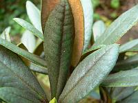 rhododendron_aganniphum_rusty