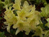 rhododendron_ambiguum