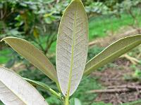 rhododendron_argyrophyllum_nankingense_chinese_silver