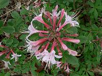 rhododendron_atlanticum