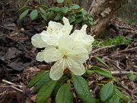 rhododendron_aureum