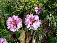 rhododendron_balfourianum