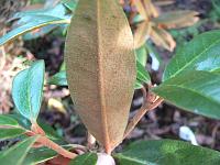 rhododendron_bureavii_-_wumeng_shan