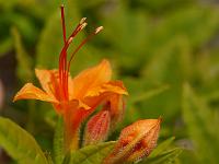 rhododendron_calendulaceum