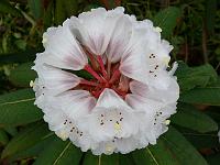 rhododendron_calophytum